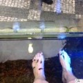 Experiencing A Fish Pedicure In Prague, Czech Republic